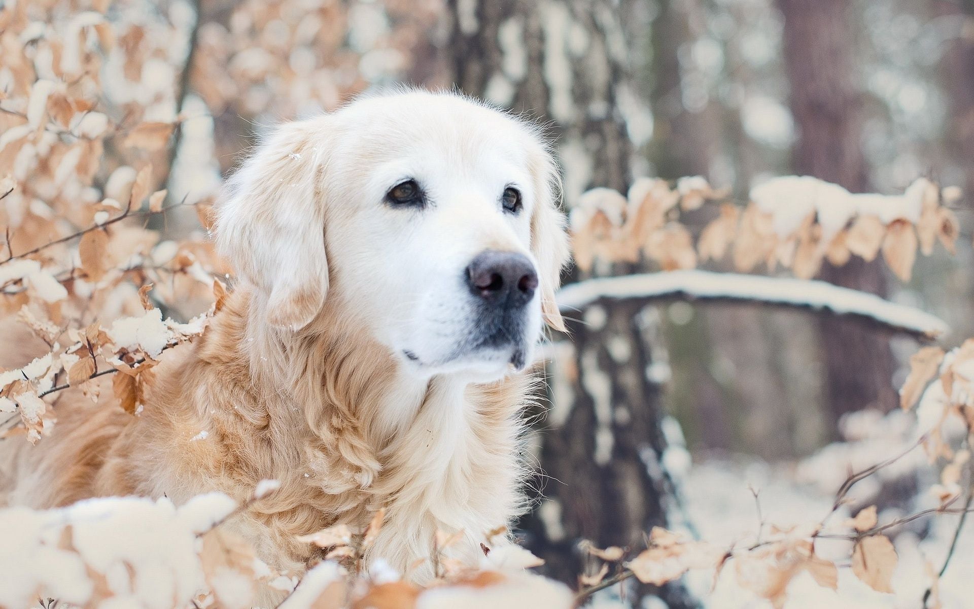 Golden Retrievers Winter Wallpapers Wallpaper Cave