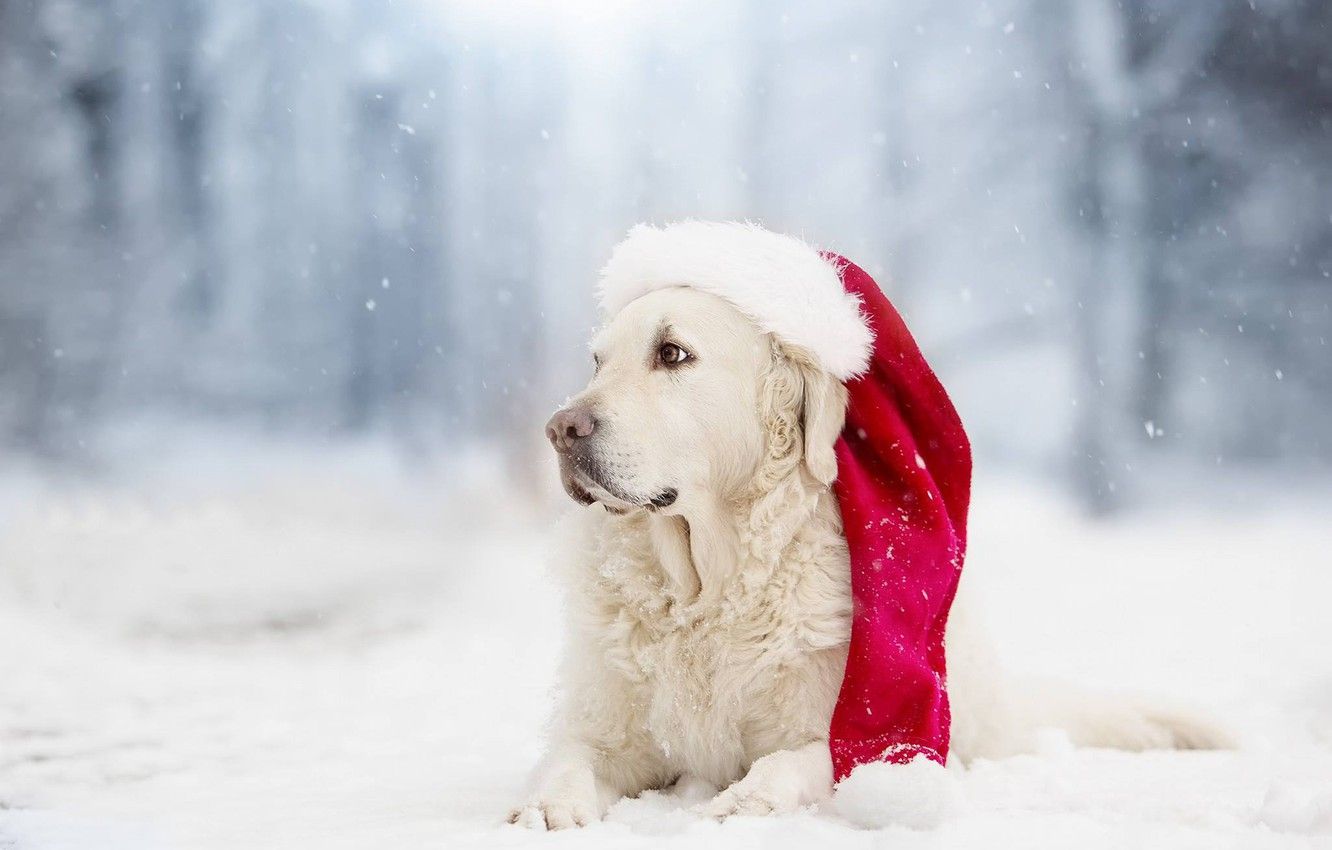 Golden Retrievers Winter Wallpapers Wallpaper Cave