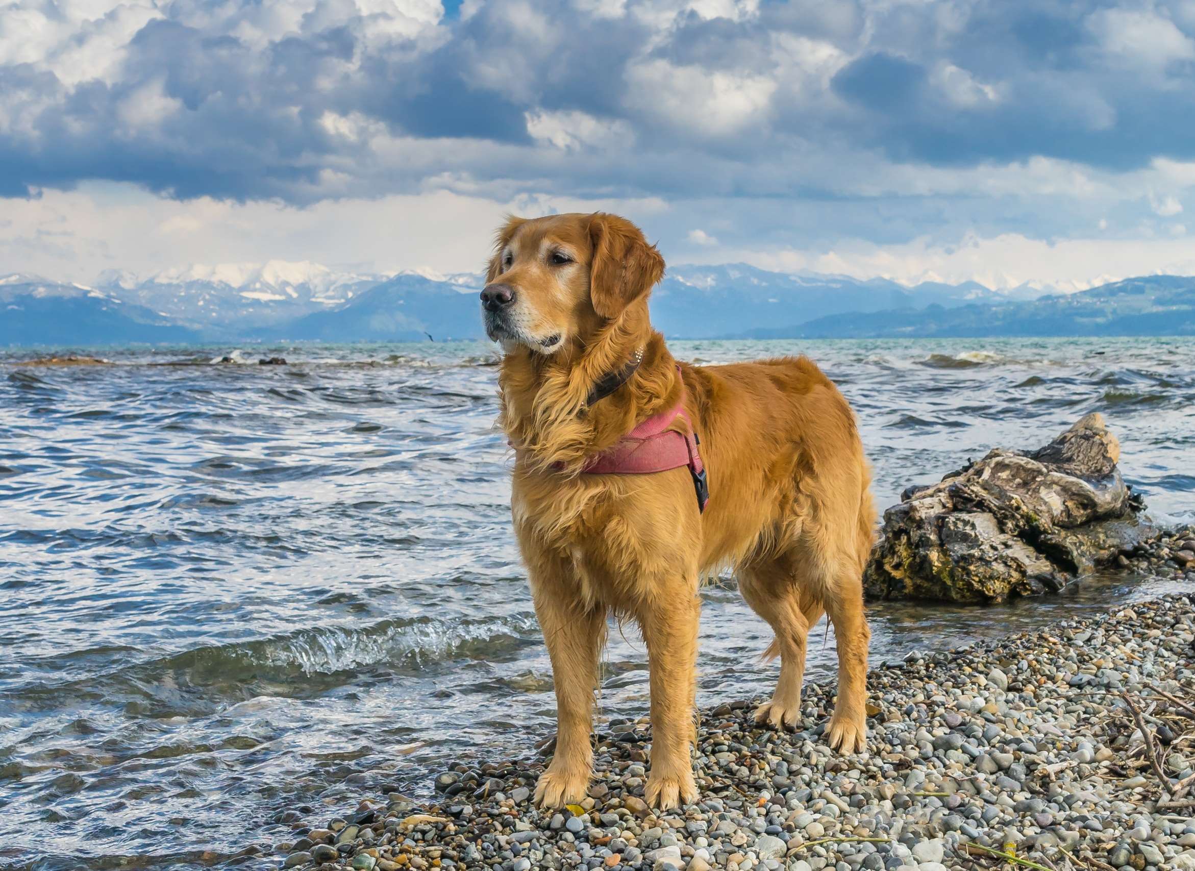 animal, animal portrait, beach, cute, dog, fur, golden retriever, hair, head, lake constance, most beach, play, retriever, sunny, sweet, winter wallpaper
