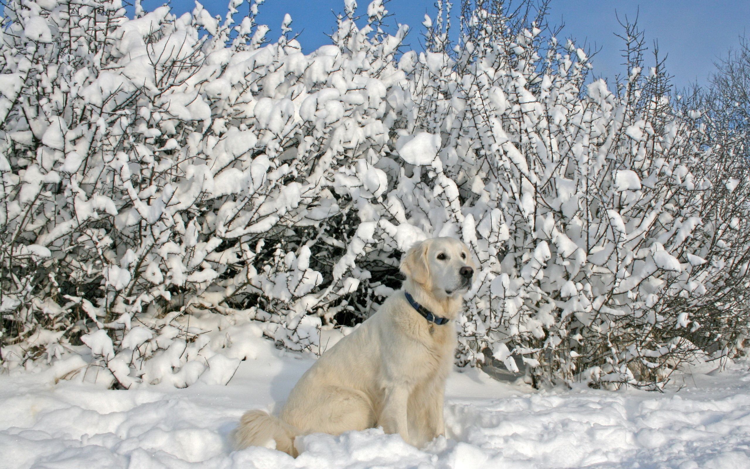 Golden Retrievers Winter Wallpapers Wallpaper Cave