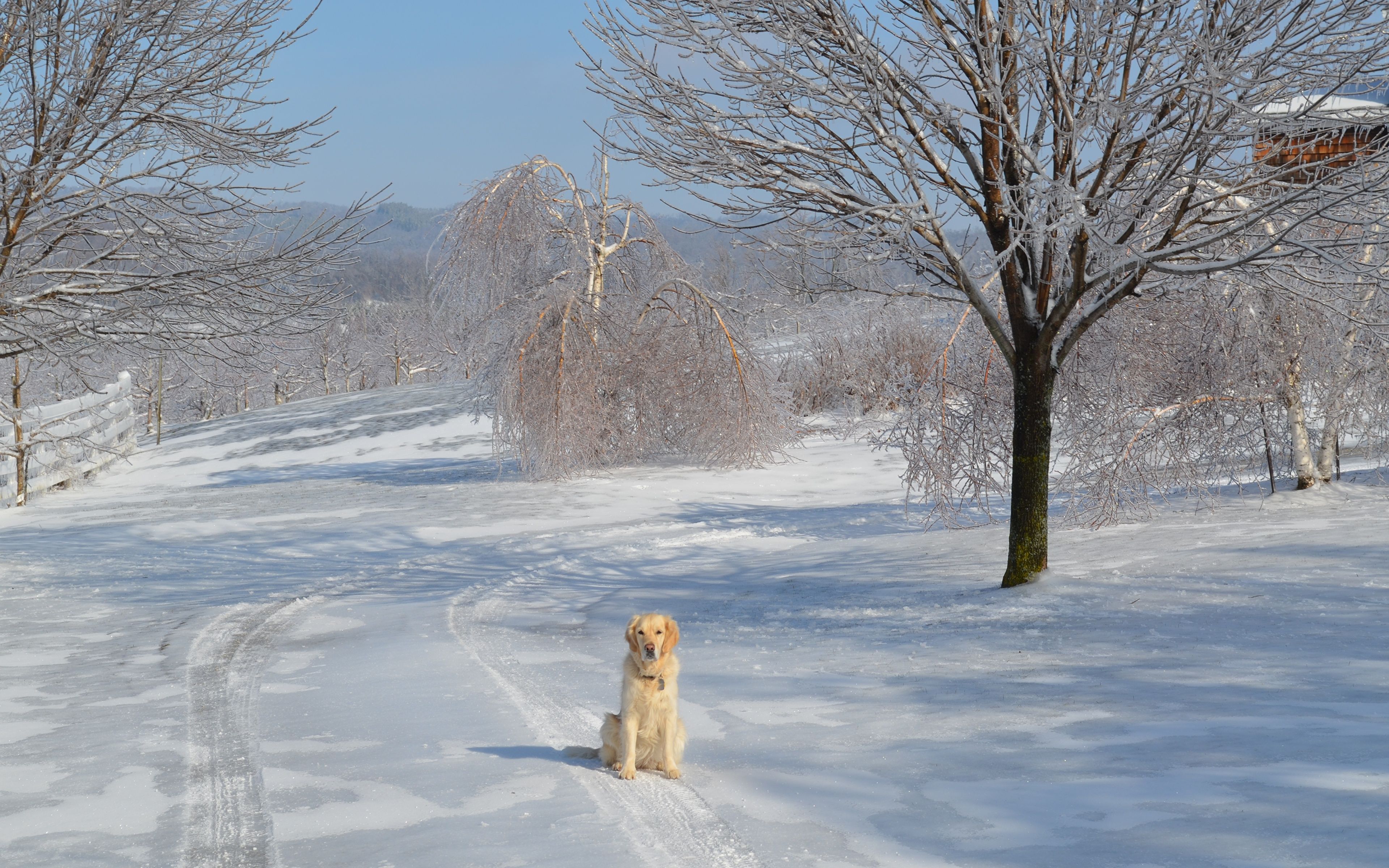 Golden Retrievers Winter Wallpapers - Wallpaper Cave