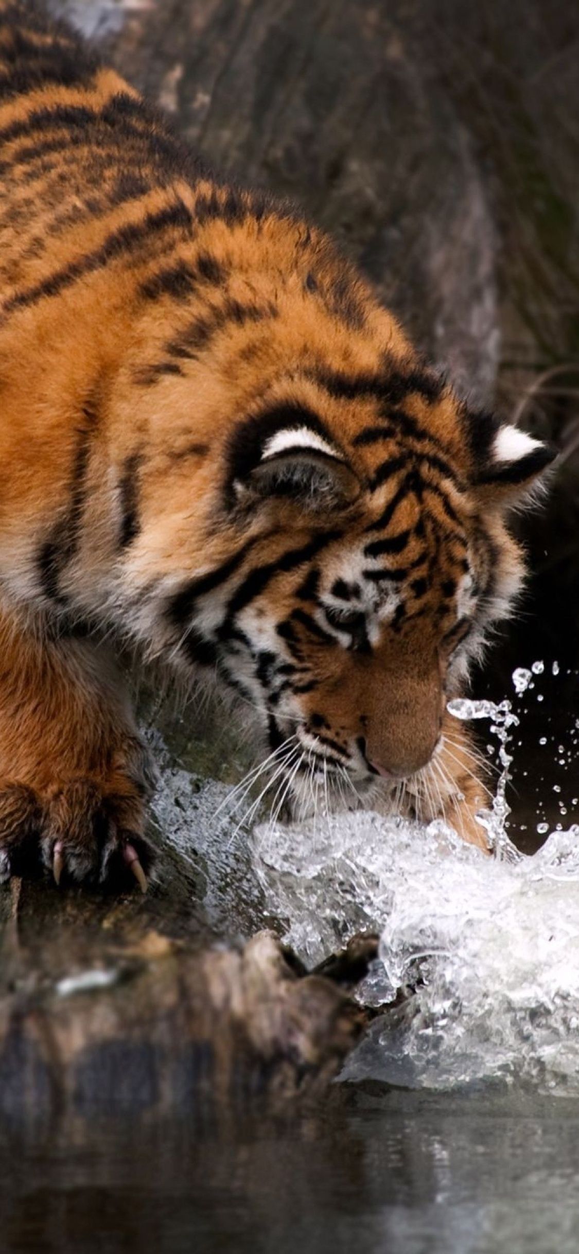 Tiger Water 4k iPhone XS, iPhone iPhone X HD 4k Wallpaper, Image, Background, Photo and Picture