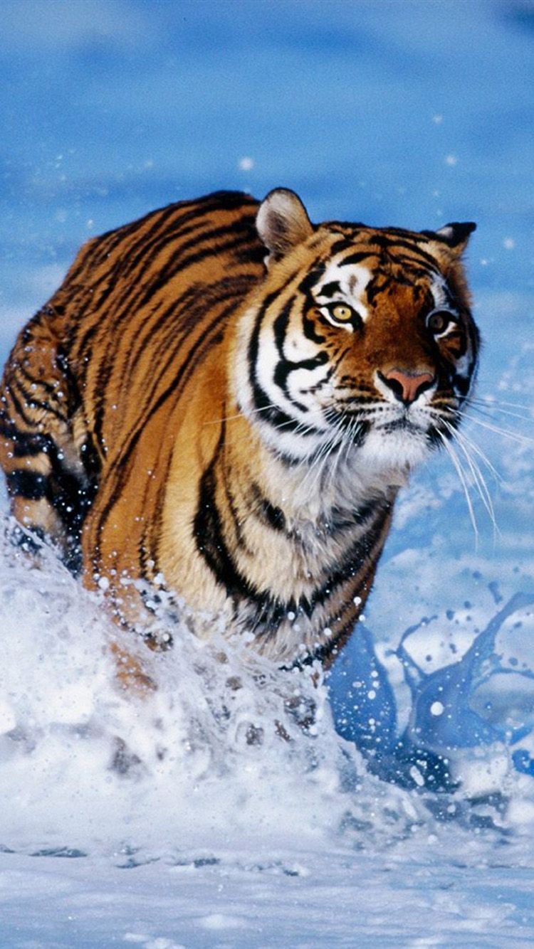 Free download Water Tiger iPhone 6 Wallpaper HD iPhone 6 Wallpaper [750x1334] for your Desktop, Mobile & Tablet. Explore Tiger iPhone Wallpaper. Cool Tiger Wallpaper, Tiger Wallpaper HD, Detroit Tigers iPhone Wallpaper