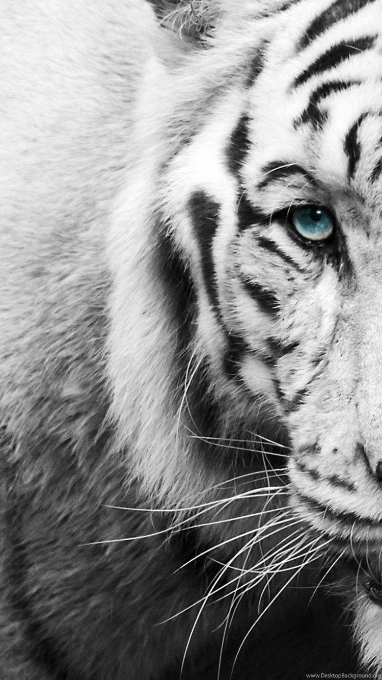 Wallpaper White Tigers