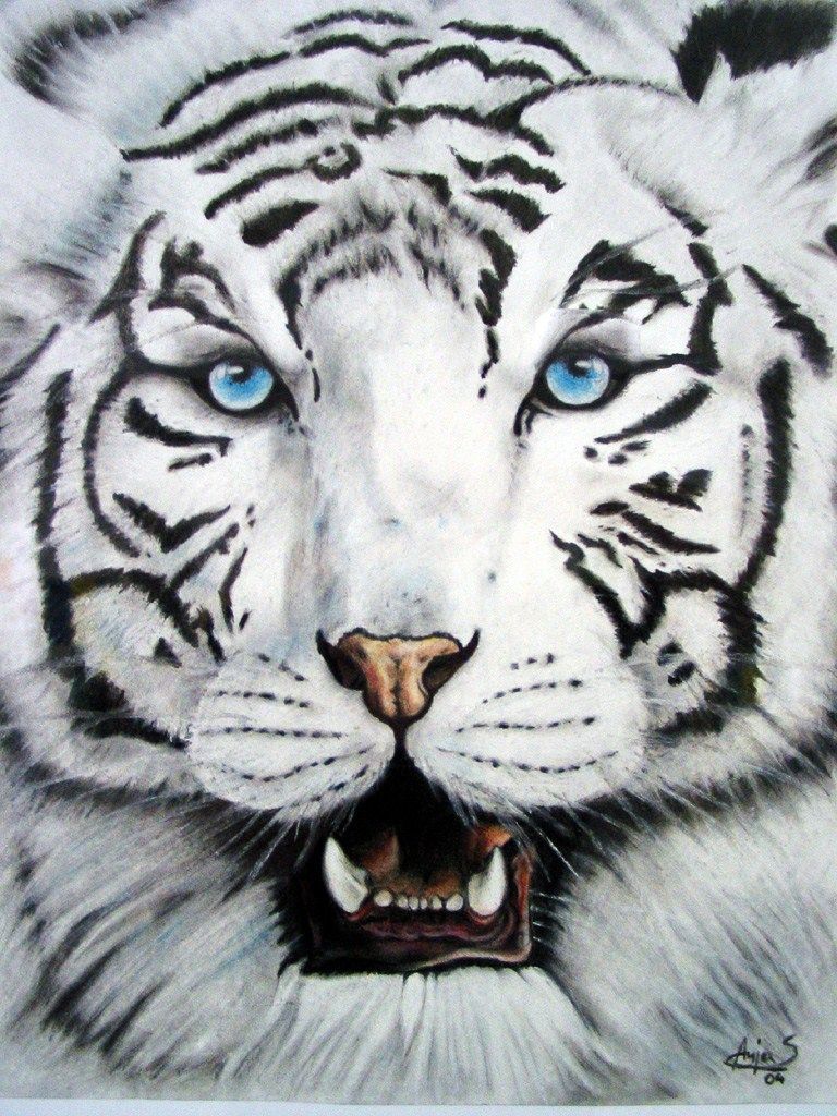 Tiger iPhone HD Wallpaper Free Tiger iPhone HD Background