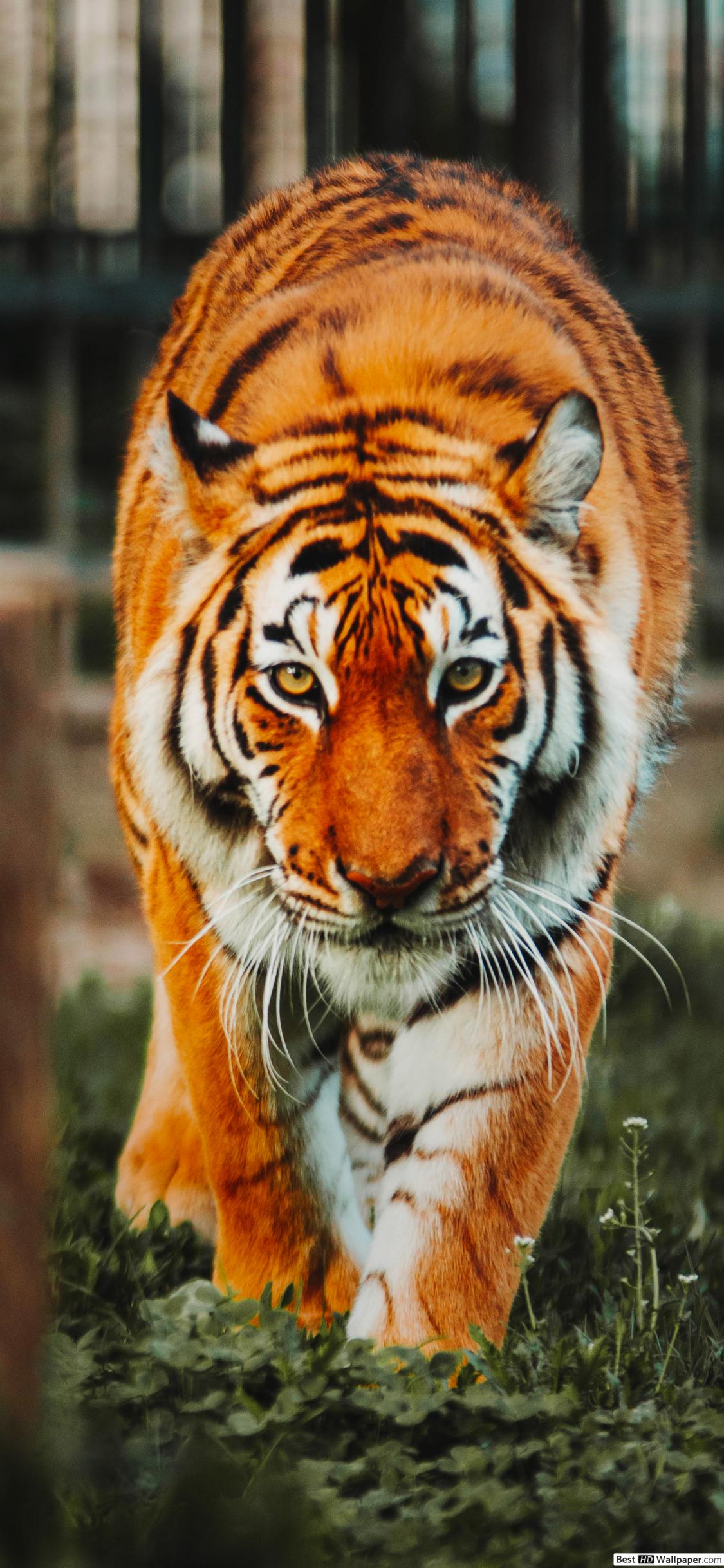 Bengal Tiger HD wallpaper download