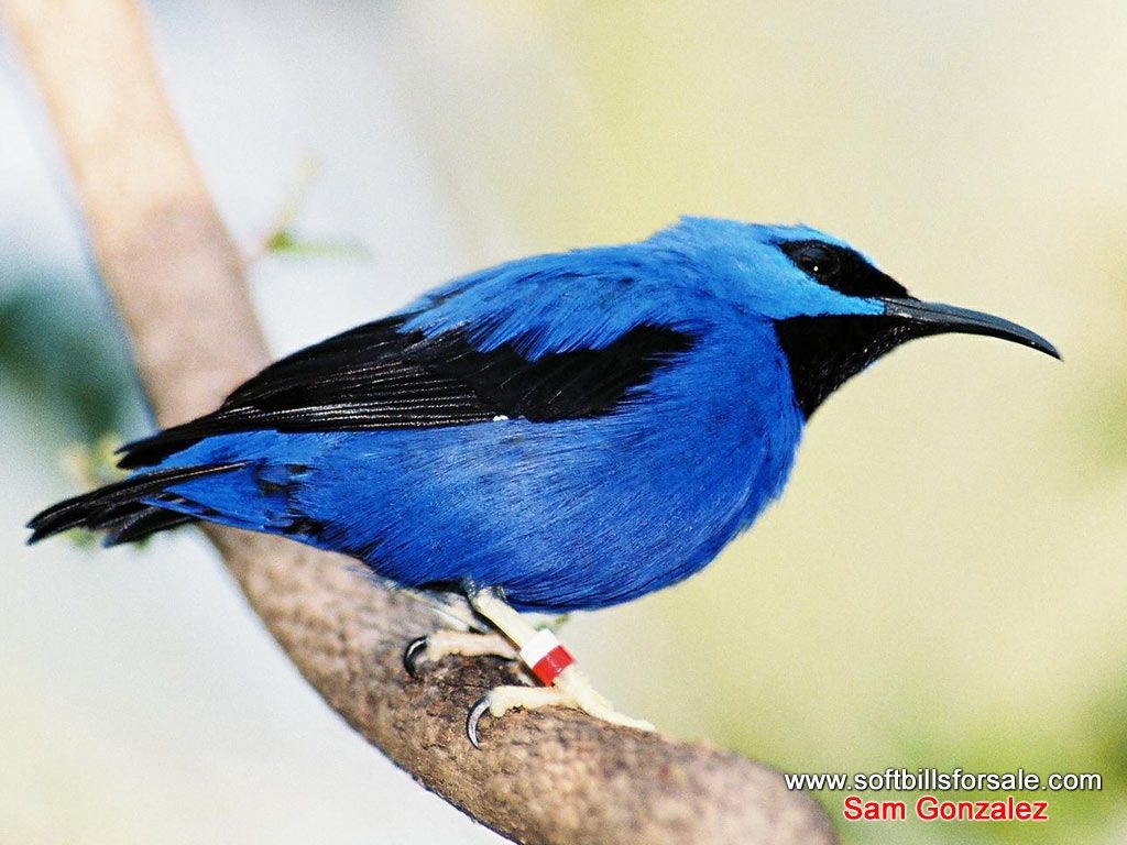 blue things. Your Blue World. yourcoloredworld. Three colors blue, Blue wallpaper, Blue bird