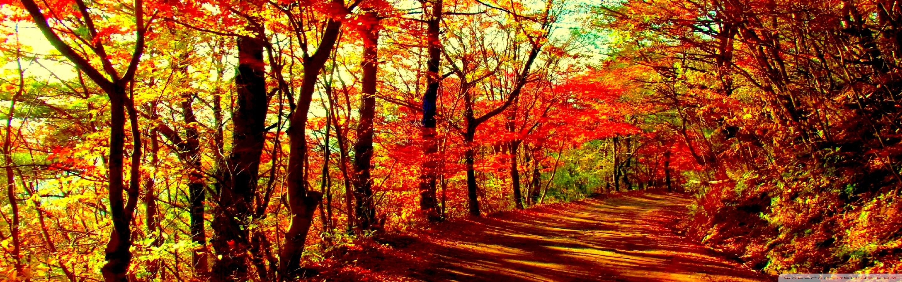 Autumn Forest Ultra HD Desktop Background Wallpaper for: Multi Display, Dual Monitor, Tablet