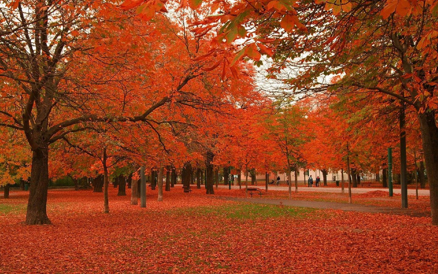 Maple- (1440×900). Autumn trees, Landscape wallpaper, Nature wallpaper