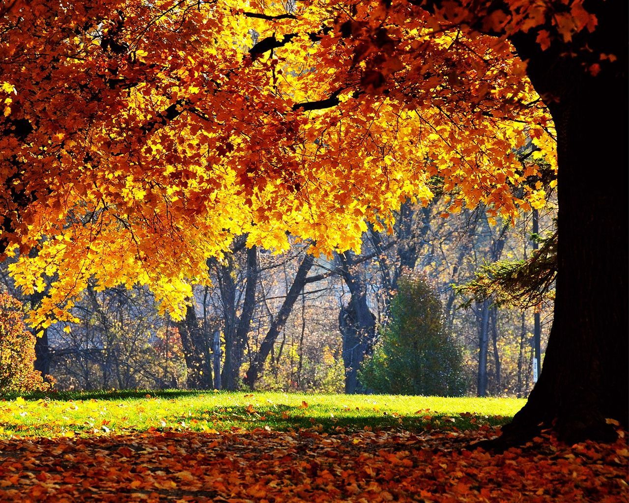 autumn landscape. Autumn maple forest- Autumn Landscape wallpaper wallpaper .. Don miguel ruiz, 1366x768 wallpaper, Portadas para facebook originales