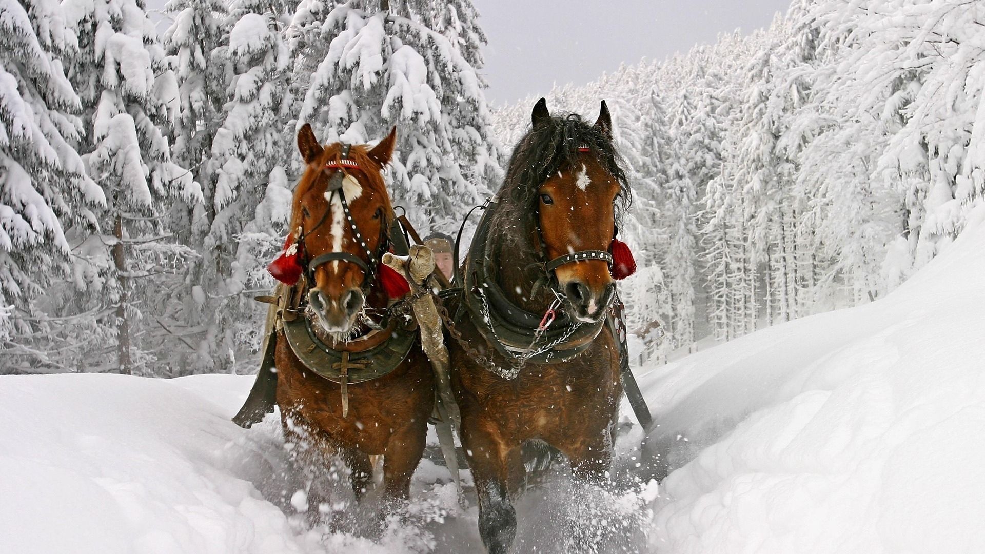 Download Wallpaper 1920x1080 Horse, Snow, Sled, Sledding Full HD. Horses in snow, Christmas horses, Horse wallpaper