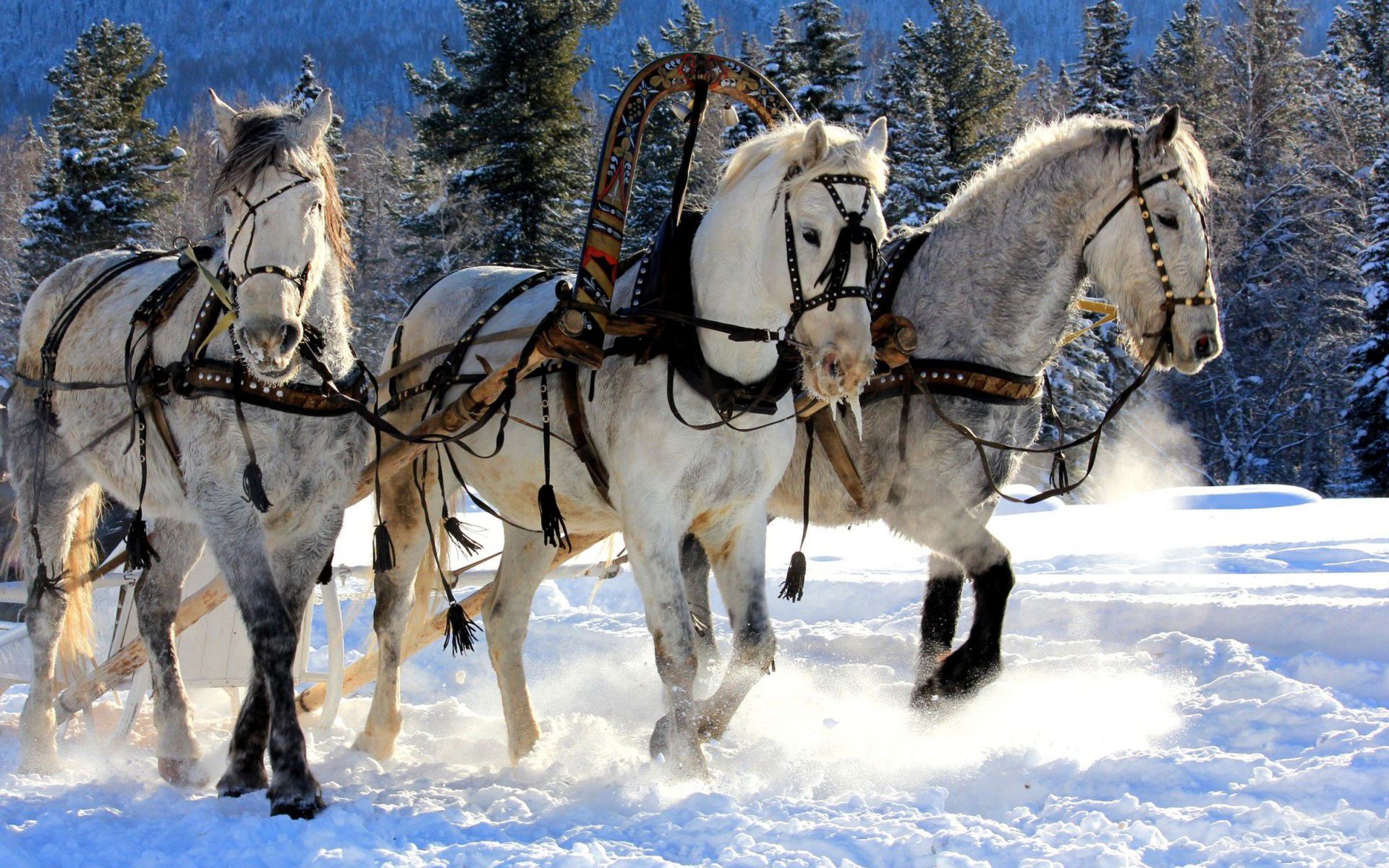 Examples of Magnificent Horse Wallpaper. Naldz Graphics. Horses in snow, Beautiful horses, Winter horse