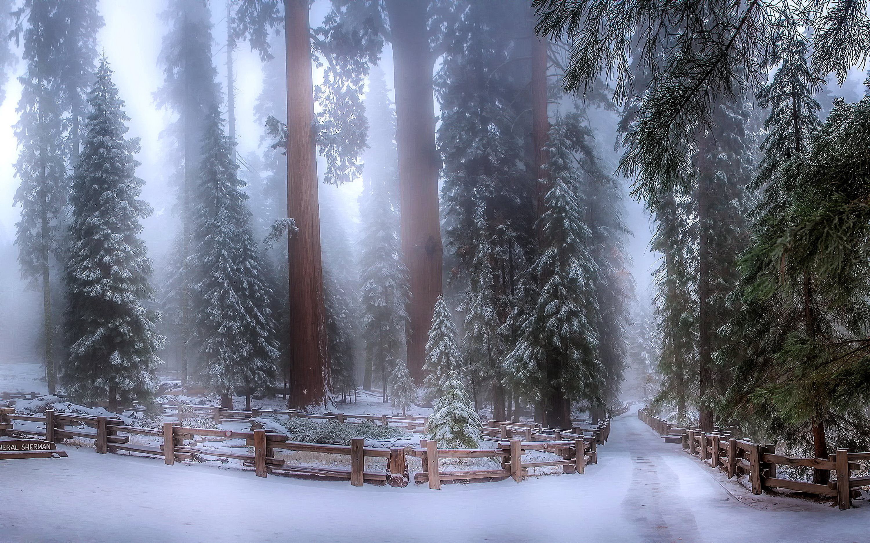 Sequoia Forest In Winter. Sequoia Forest, Winter Wallpaper, Winter Forest