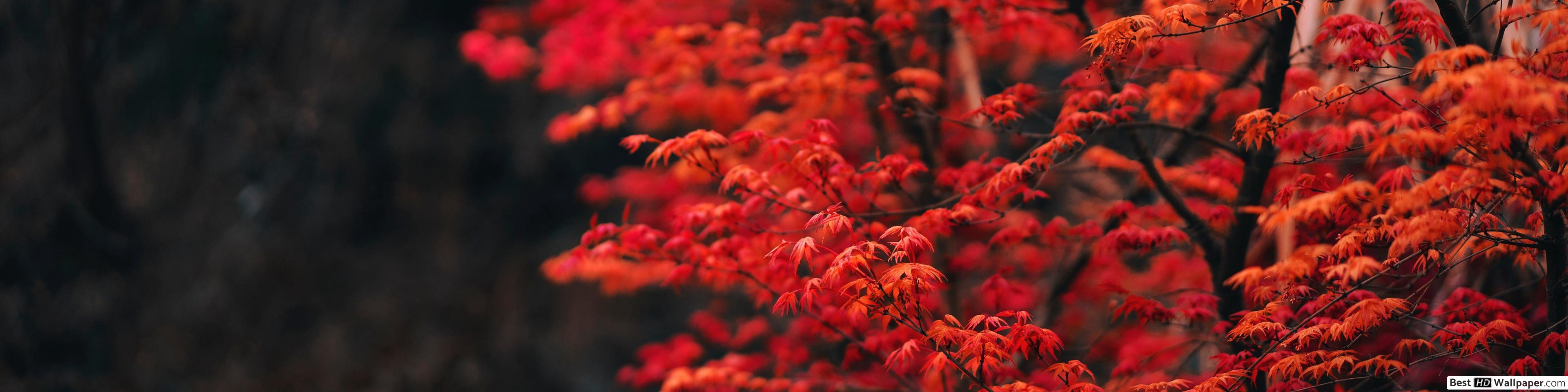 Trees in Autumn HD wallpaper download