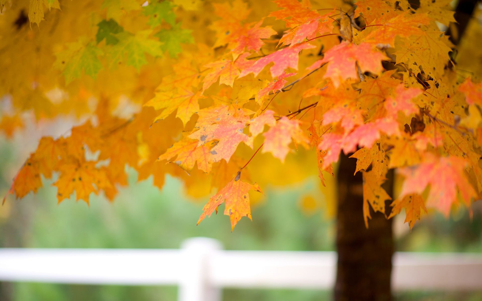 Wallpaper Maple tree leaves, autumn 1920x1200 HD Picture, Image