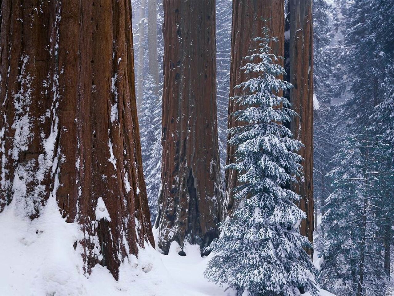 Sequoias In Winter Woodland And Forests Wallpaper