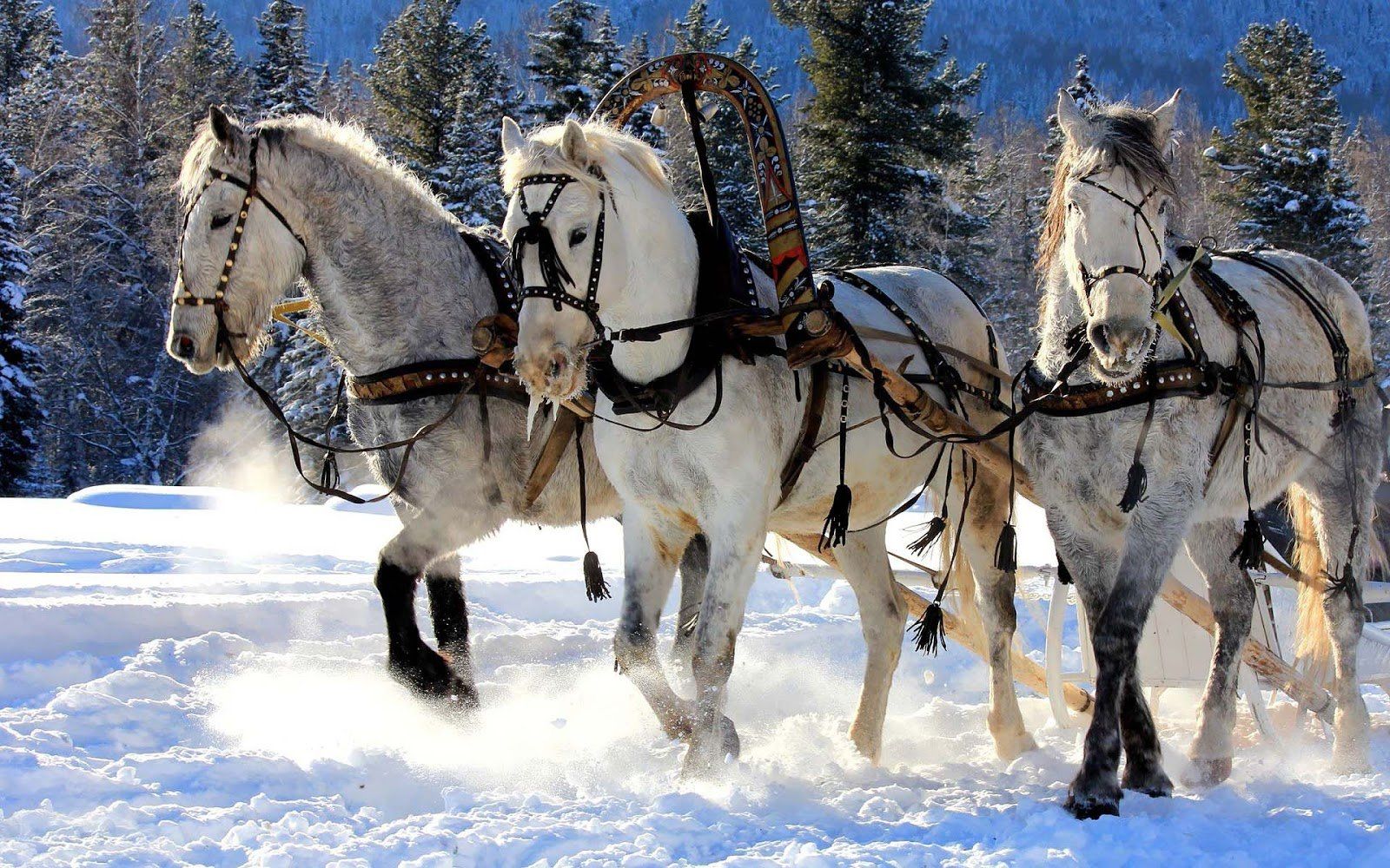 Christmas Horses Wallpaper for Computer