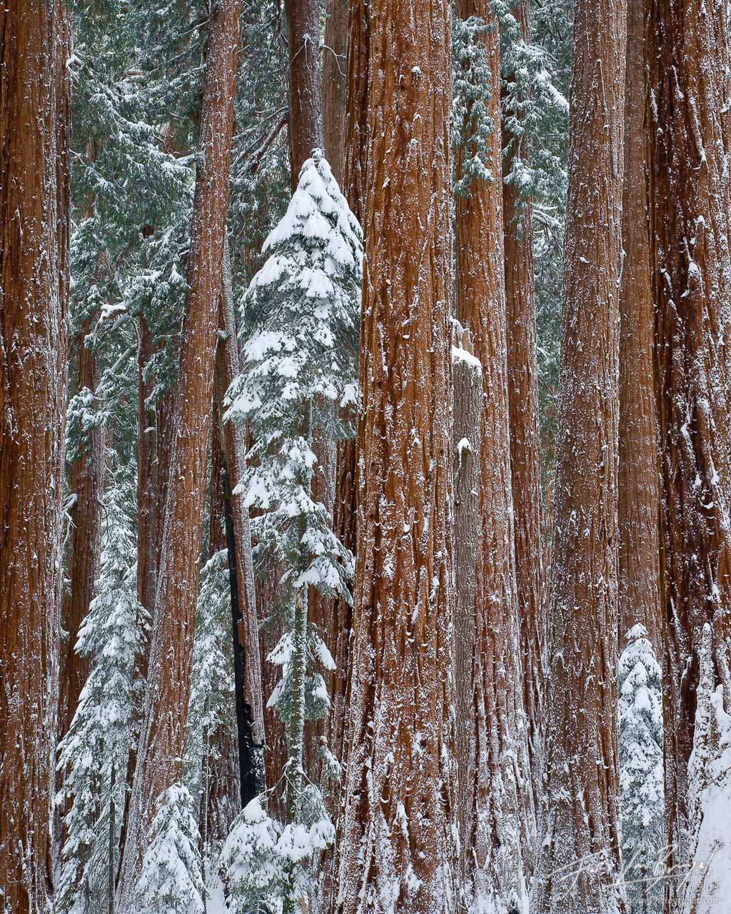 Winter Sequoias. King's Canyon NP, CA. Art in Nature Photography
