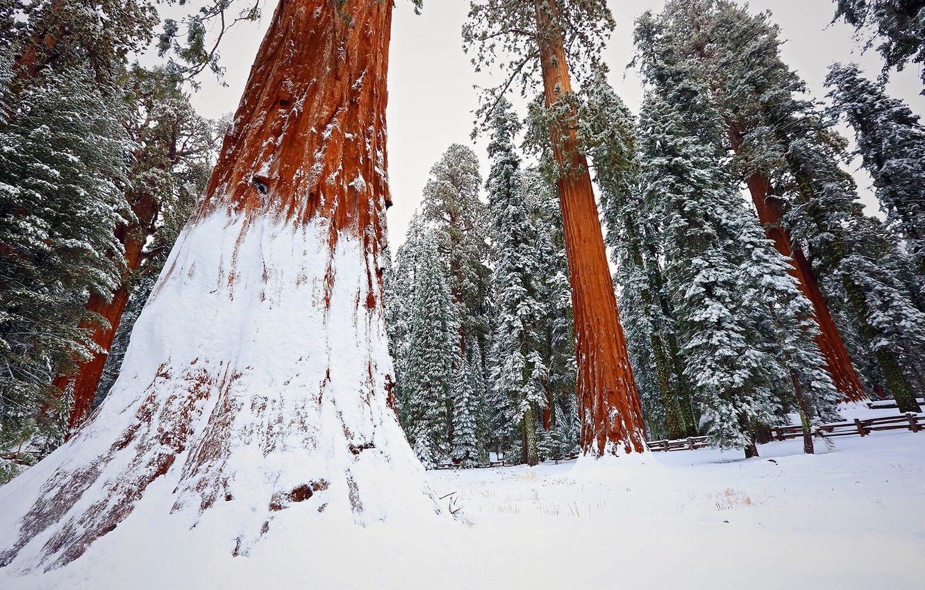 Wallpaper forest, winter, snow, tree, sequoia, redwood image for desktop, section природа