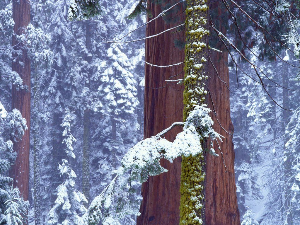 Sequoia National Park in Winter, California. Sequoia national park, National parks, Dream holiday