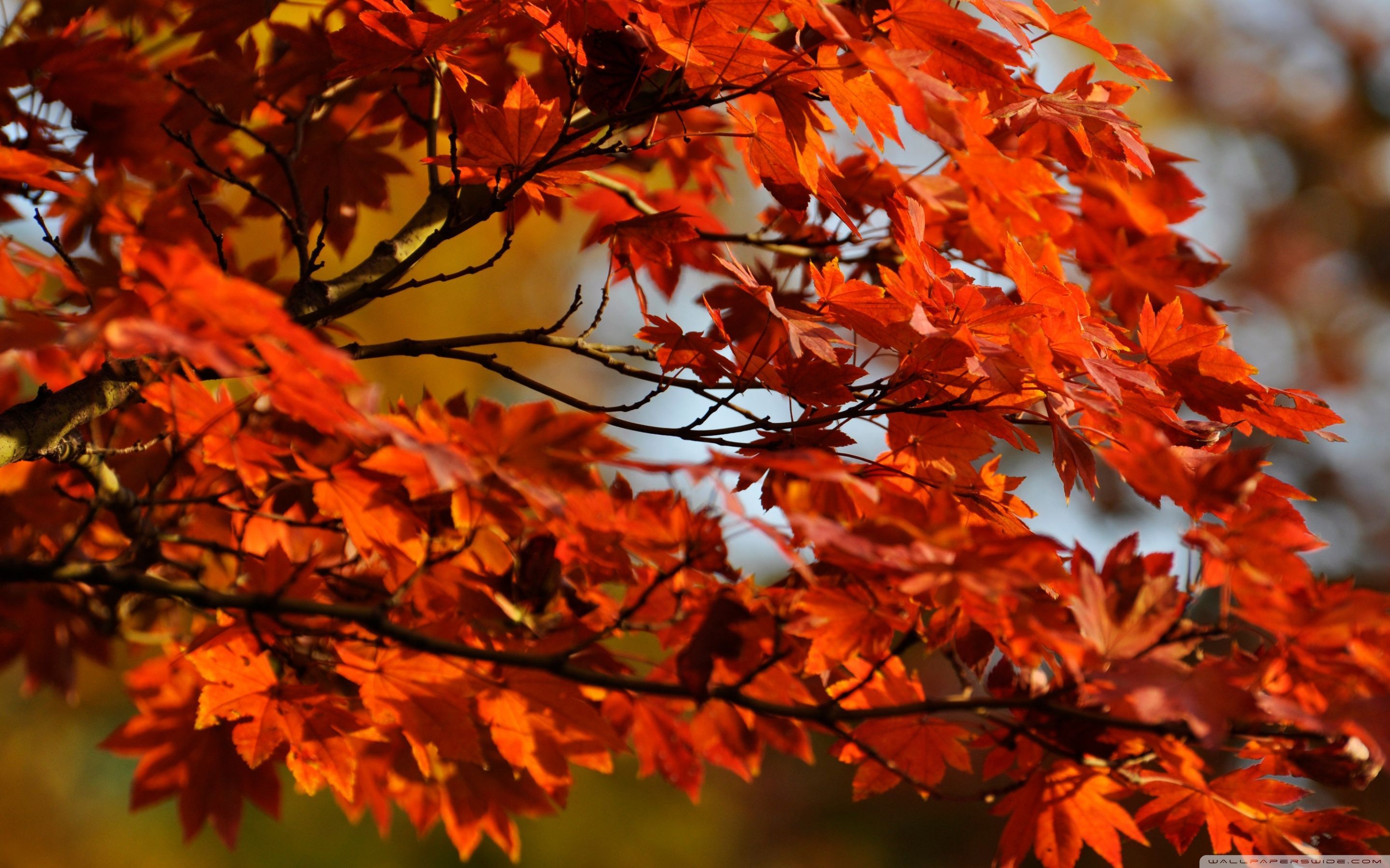 Autumn Maple Forest Wallpapers - Wallpaper Cave