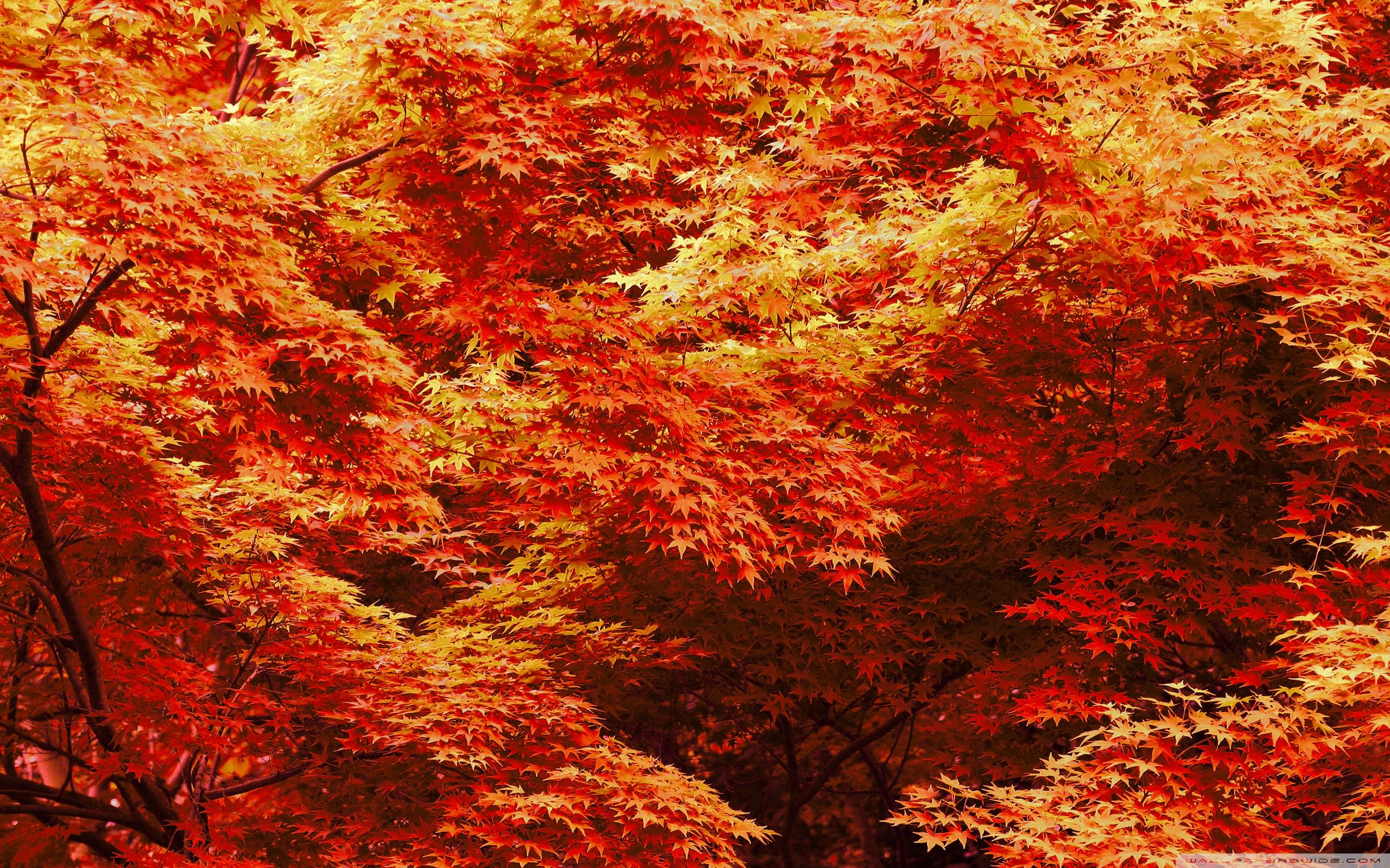Maple Tree Wallpaper