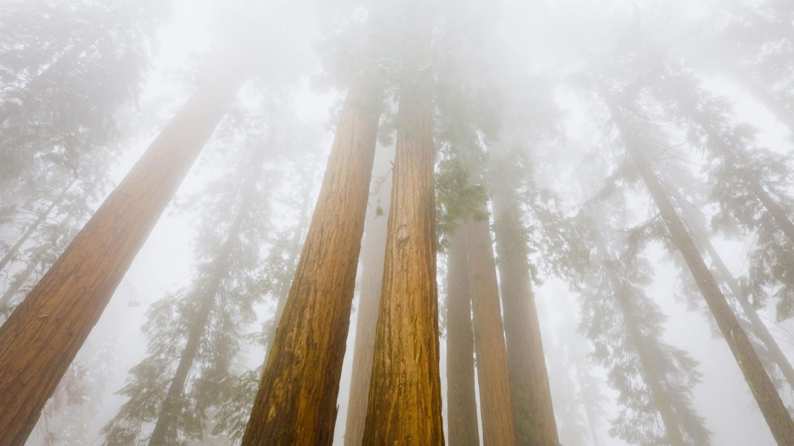 Nature: Foggy Sequoias, Sequoia National Park, California, desktop wallpaper nr