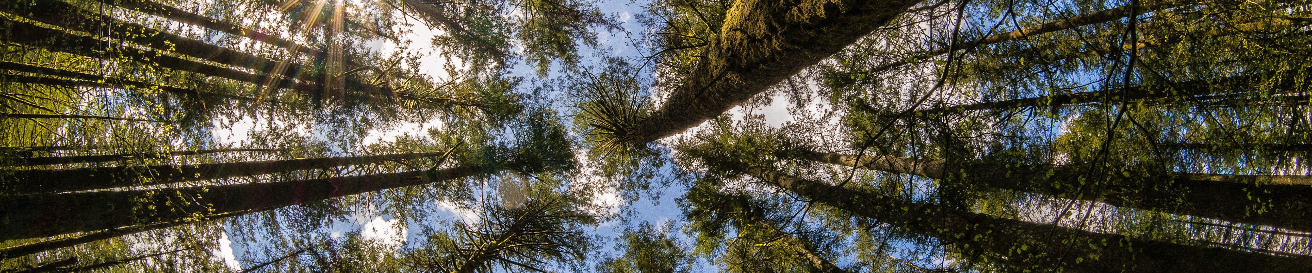 Triple Monitor Wallpaper