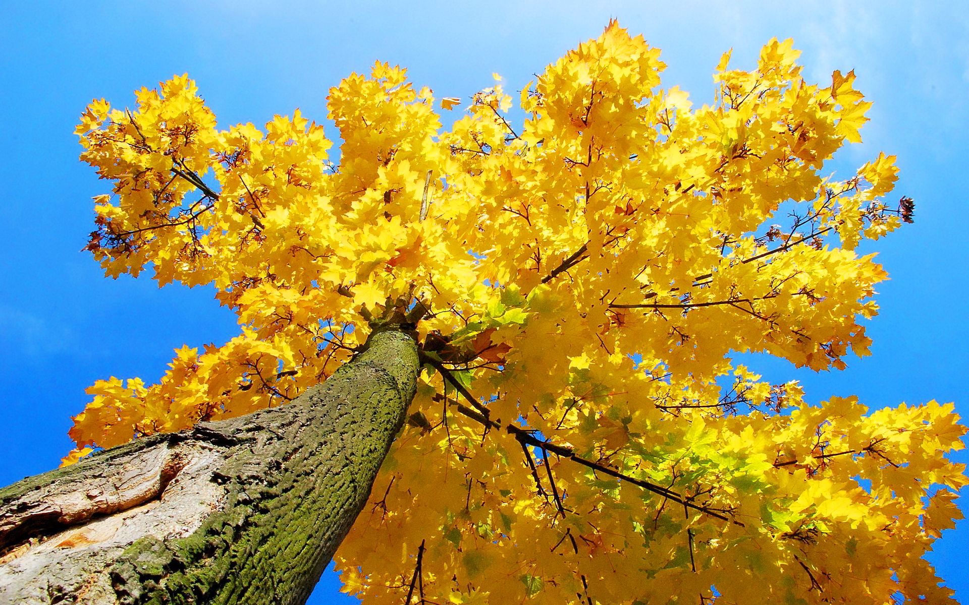 Yellow maple tree autumn wallpaperx1200