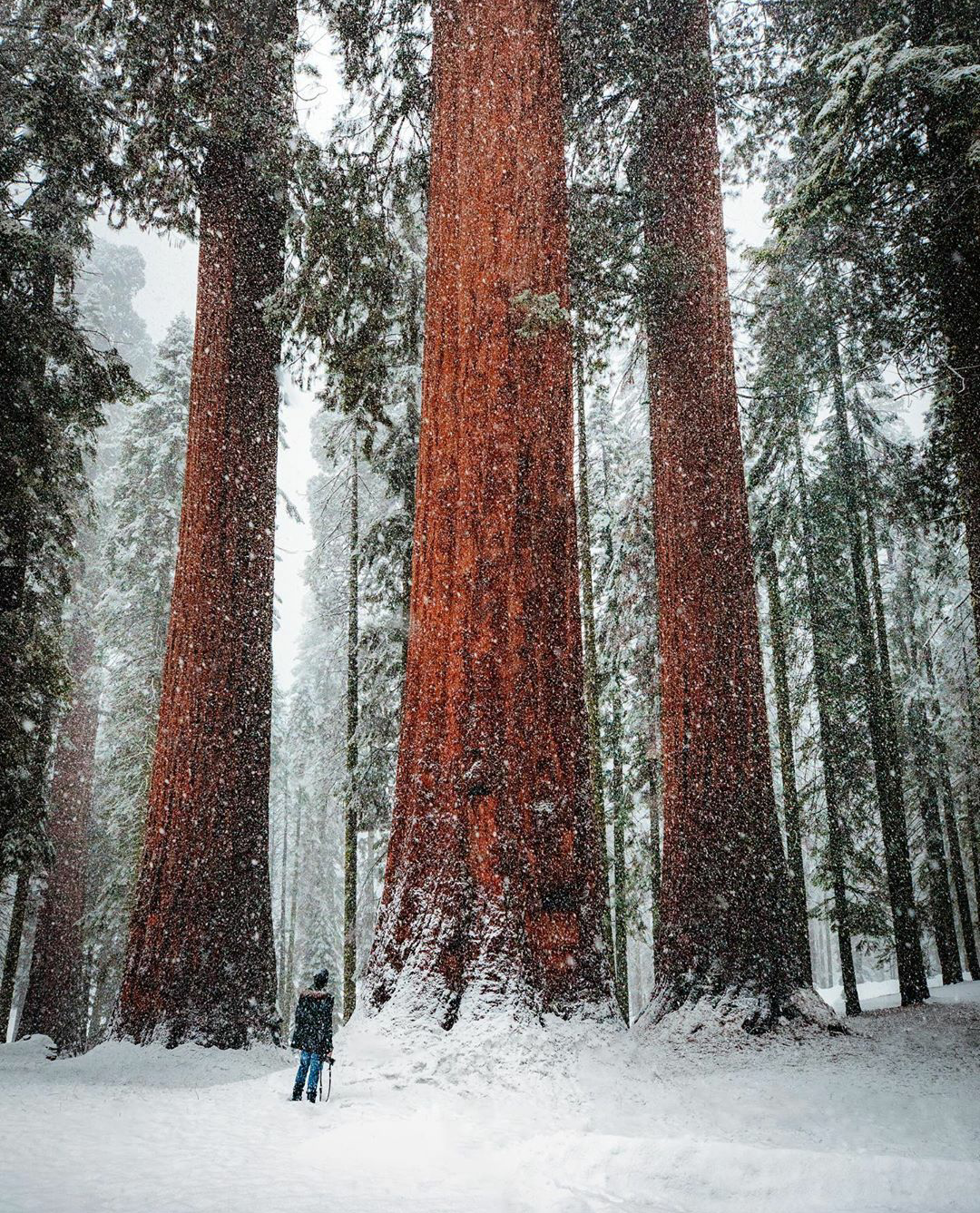 Winter in Sequoia National Park, California, USA