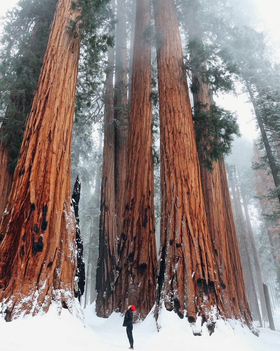 Sequoia national park