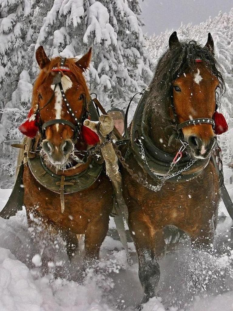 Free download wallpaper tags sleigh horses seasons forests christmas ice winter [1280x1024] for your Desktop, Mobile & Tablet. Explore Christmas Horses Wallpaper for Computer. Christmas Desktop Free Holiday Wallpaper