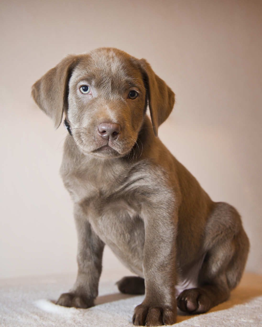 Silver Lab Facts About Silver Labrador Retrievers