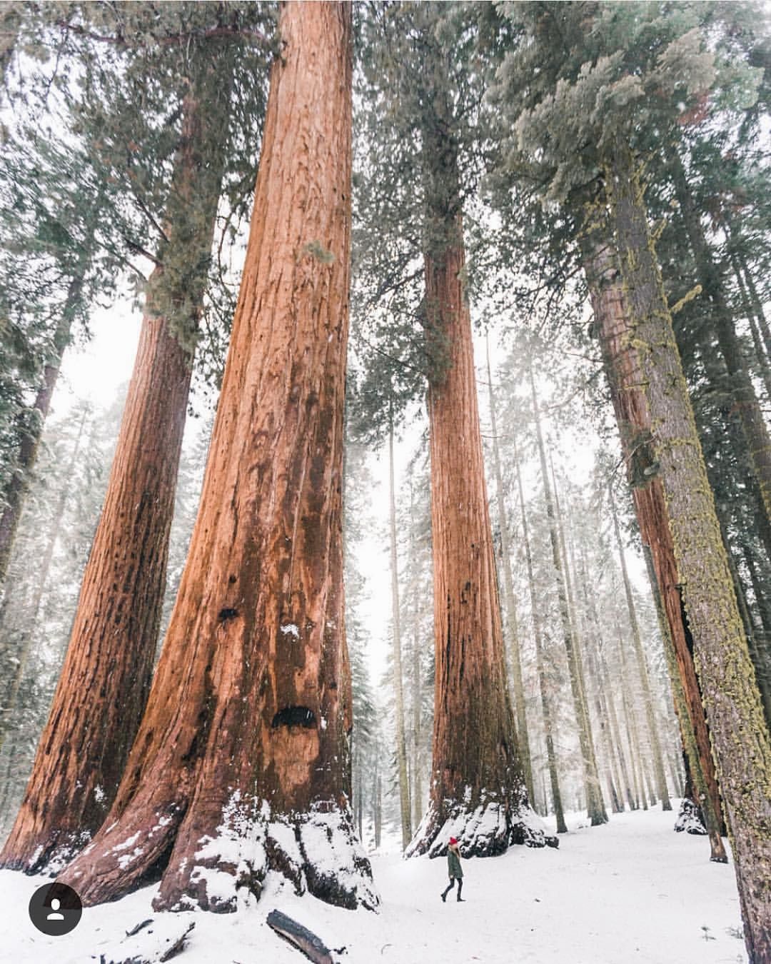 Walking among the giants ✨