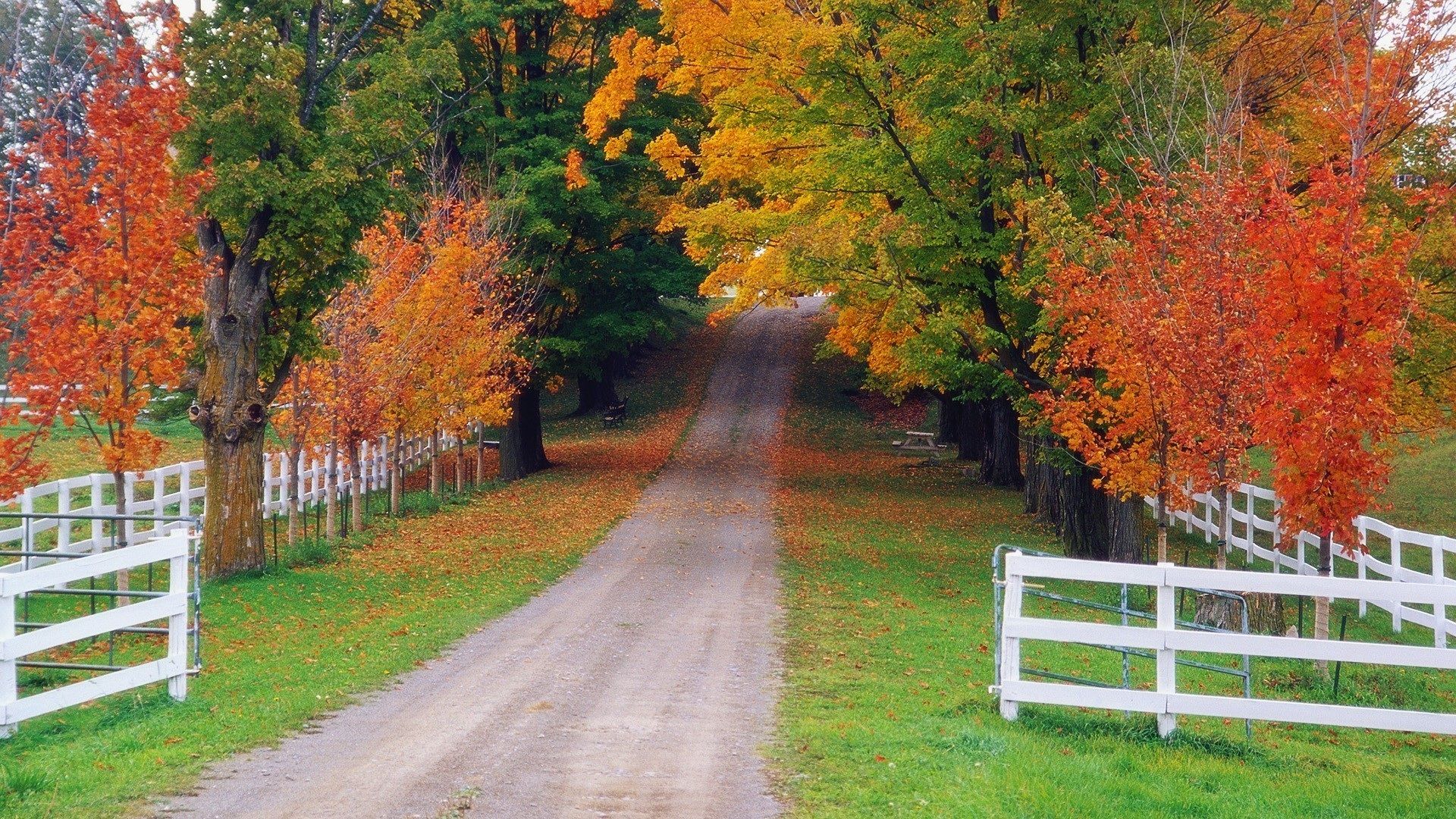 Wallpaper Autumn maple forest road 1920x1080 Full HD 2K Picture, Image