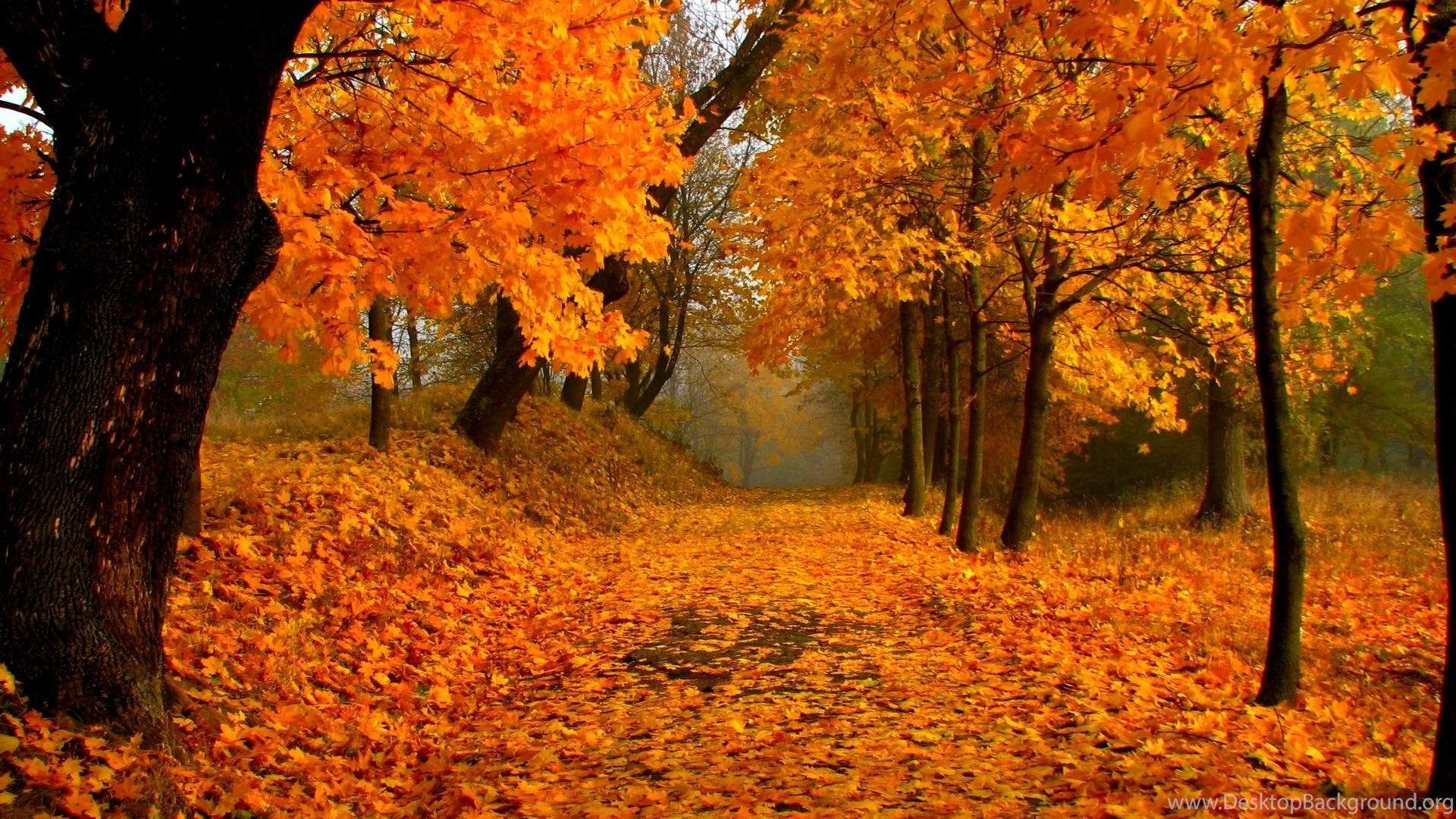 Wallpaper: Autumn Foliage, Forest, Path, Maple Tree, Maple Leafs. Desktop Background