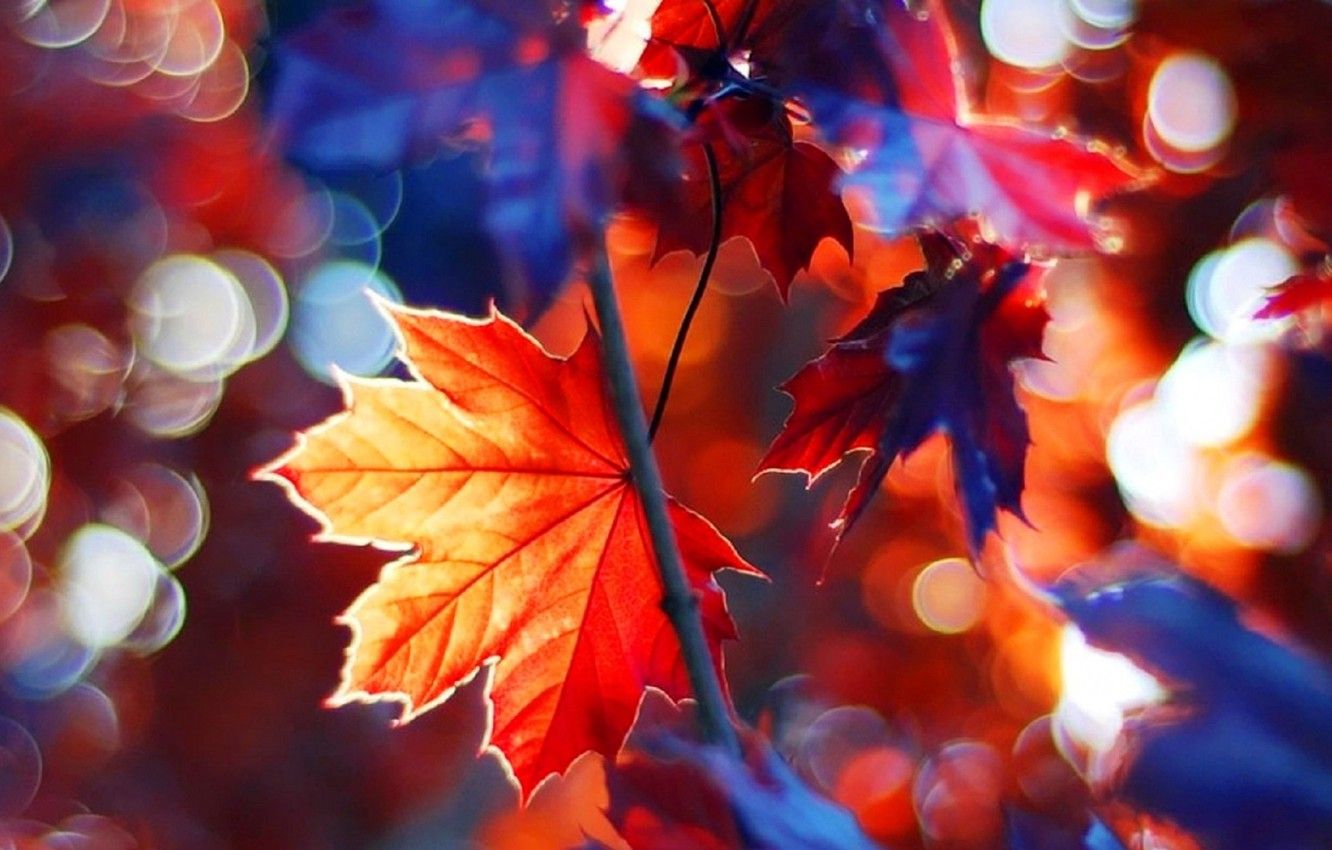 Wallpaper beautiful, autumn, leaves, tree, branches, fall, foliage, maple image for desktop, section природа