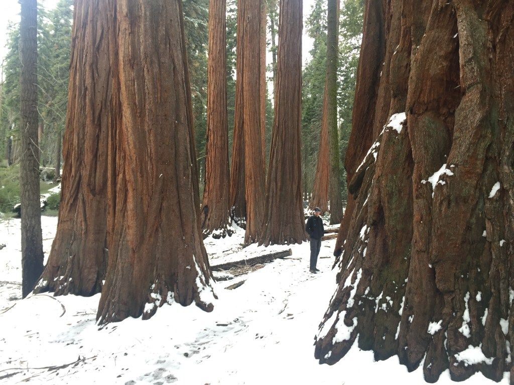 Sequoia / Kings Canyon National Park in the Winter