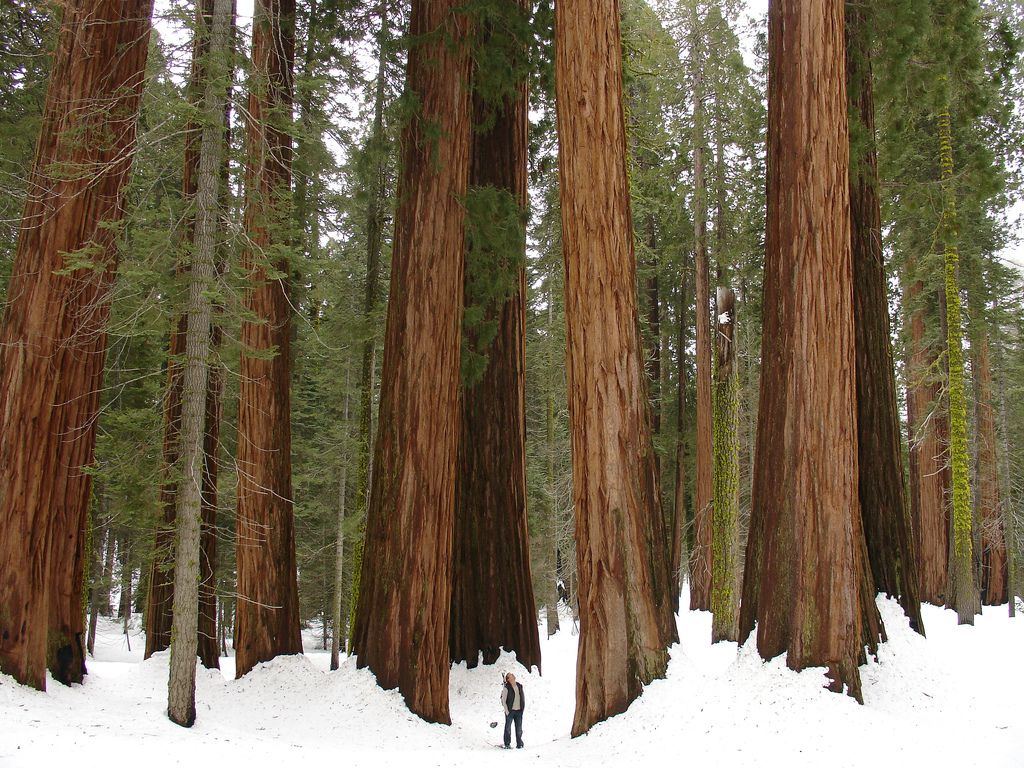 Favorite Photo of Redwoods in the Snow. Save the Redwoods League