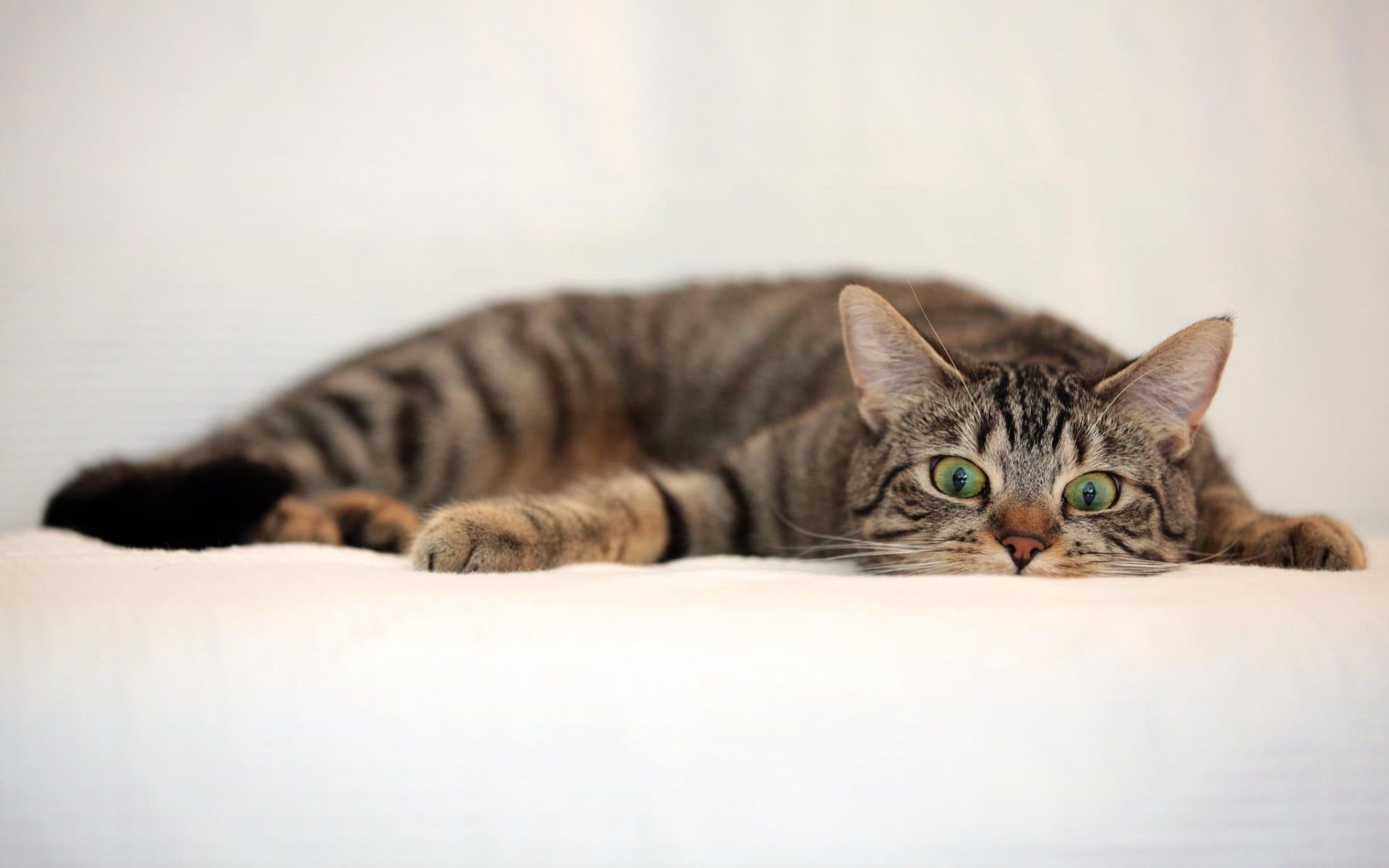 gray tabby cat lying on white textile #cat #animals P #wallpaper #hdwallpaper #desktop. Animales adorables, Comic wallpaper