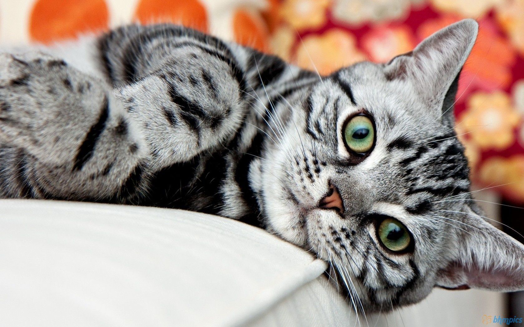 American Shorthair Silver Cat Wallpaper. American bobtail cat, American shorthair cat, Bobtail cat