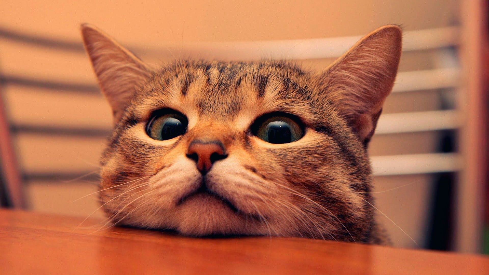 brown tabby cat #cat #animals P #wallpaper #hdwallpaper #desktop. Funny cat wallpaper, Cute cats and kittens, Funny cat picture