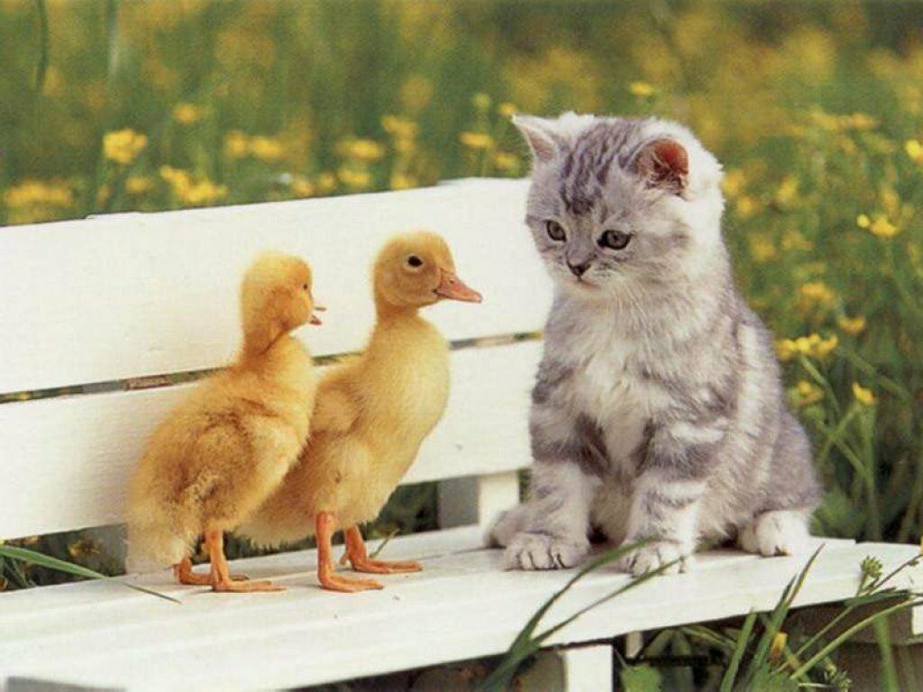 Silver Tabby Kitten With Two Ducklings