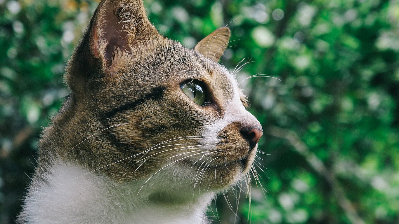 Close Up Photo Of Gray And White Tabby Cat 1366x768 Resolution HD 4k Wallpaper, Image, Background, Photo and Picture