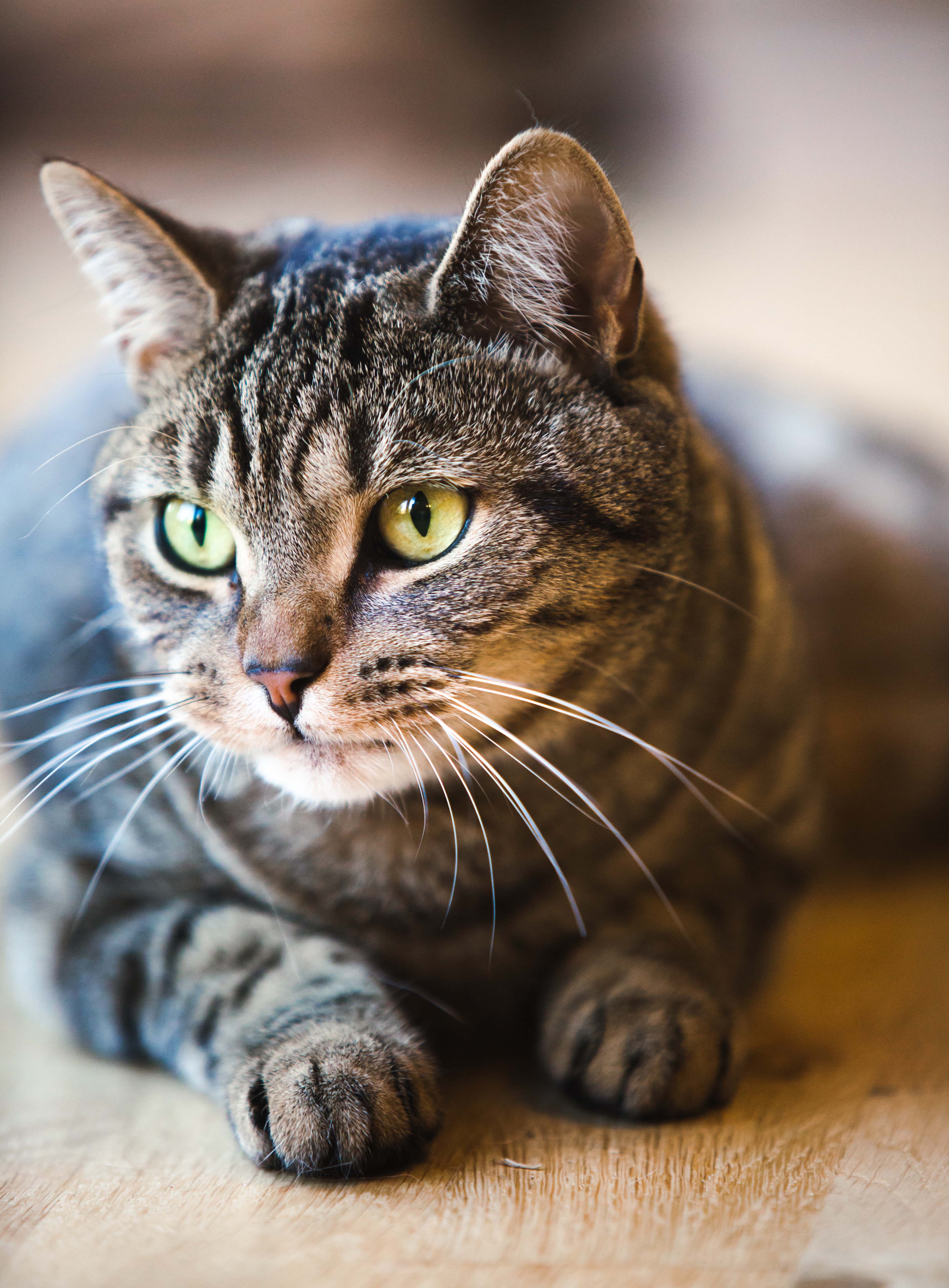 brown and black tabby