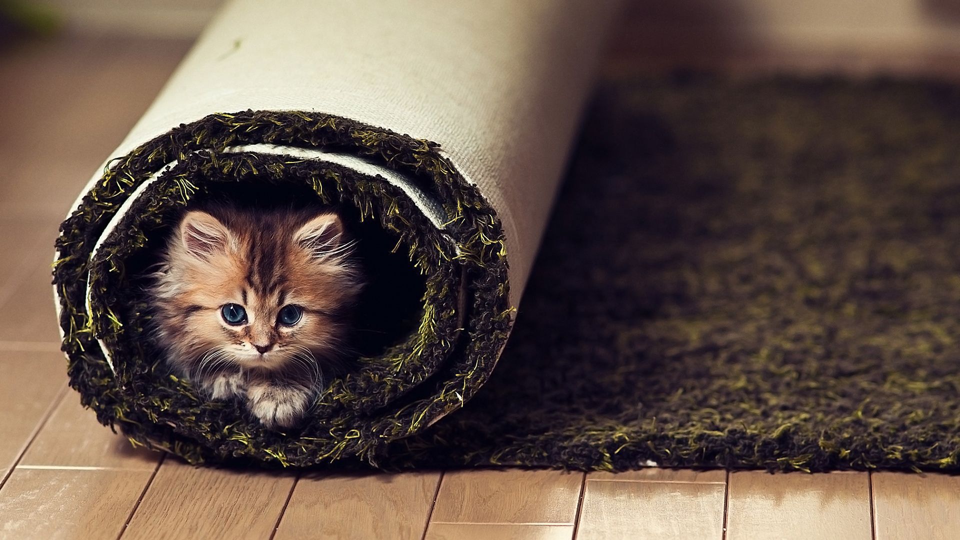 Download Wallpaper 1920x1080 cat, fluffy, look, carpet, twisted Full HD 1080p HD Background