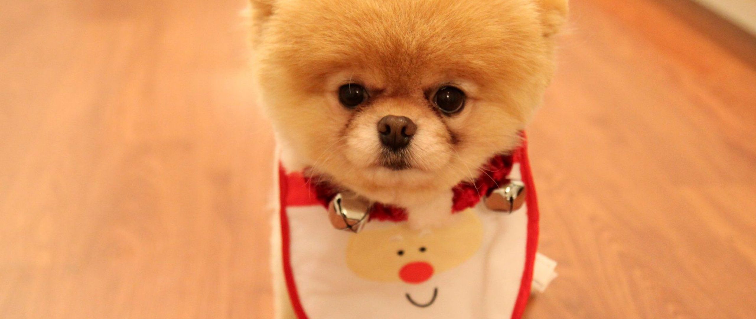Cute Dog Christmas, High Res Wallpaper Image For Download