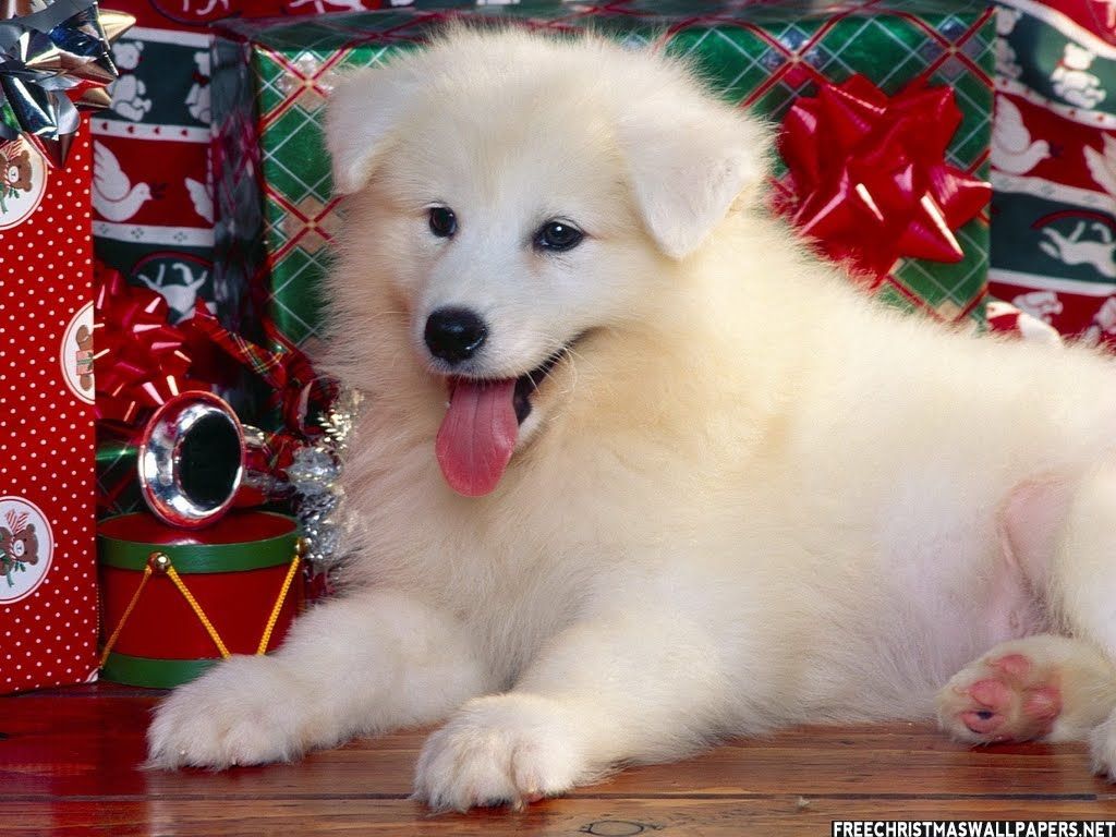 Merry Christmas!. Happy dogs, Christmas dog, Cute cats and dogs
