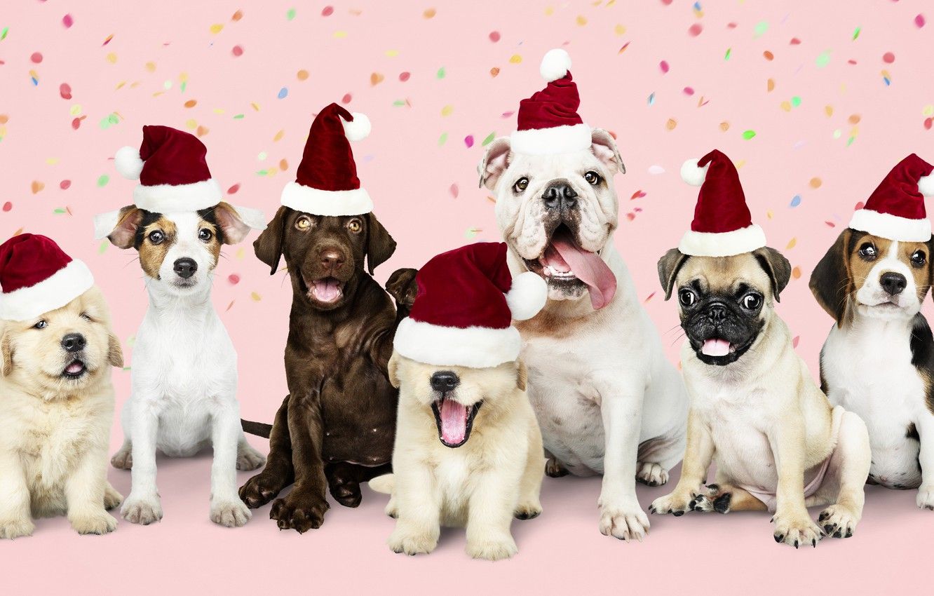 Wallpaper dog, New Year, Christmas, puppy, happy, Santa, Christmas, puppy, dog, New Year, cute, Merry, santa hat image for desktop, section собаки