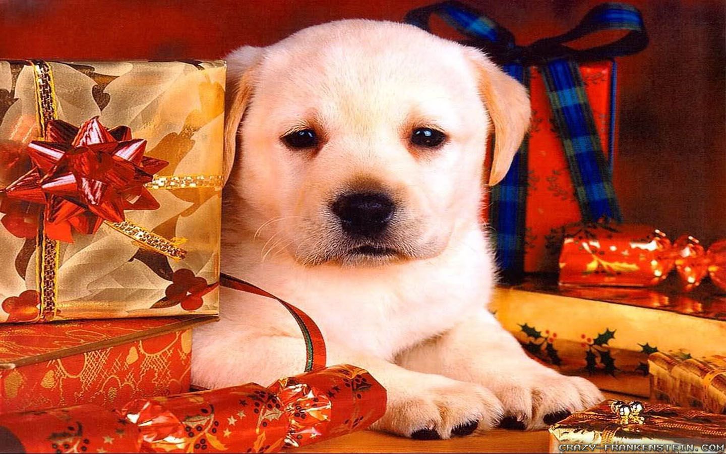 Simple Christmas Dog Puppy Photo. Christmas dog, Merry christmas dog, Puppy dog photo